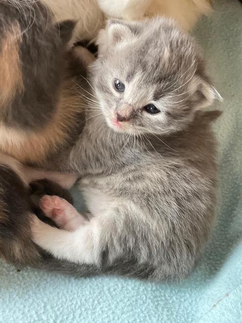 Kittens boskat x siberische (half langharig), Dieren en Toebehoren, Katten en Kittens | Raskatten | Langhaar, Poes, 0 tot 2 jaar