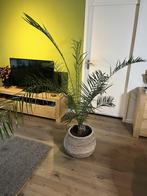 Grote palm plant 25 euro, evt met mand 45 euro, Huis en Inrichting, Kamerplanten, Ophalen, 100 tot 150 cm, Palm, Halfschaduw