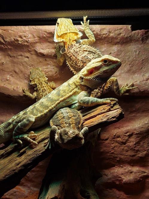 Mooie jonge baardagamen, Dieren en Toebehoren, Reptielen en Amfibieën, Hagedis, 0 tot 2 jaar, Tam