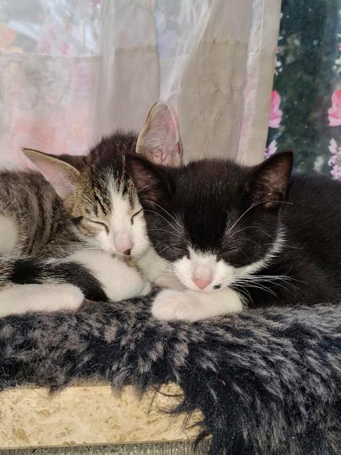 2 lieverds. Dit weekend gratis op te halen. Apart of samen, Dieren en Toebehoren, Katten en Kittens | Overige Katten, Kortharig
