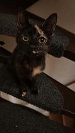 2 poesjes, Poes, 0 tot 2 jaar