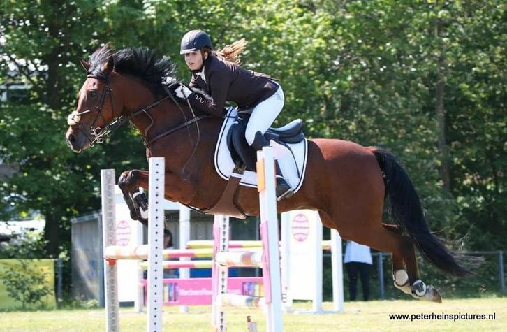 D pony te lease Maaseik, Dieren en Toebehoren, Paarden en Pony's | Overige Paardenspullen, Nieuw, Springen, Ophalen of Verzenden
