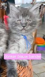 Raszuivere main coon kittens met stamboom, Dieren en Toebehoren, Meerdere dieren, Gechipt, 0 tot 2 jaar