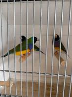 4 jonge mannen mogen verhuizen, Dieren en Toebehoren, Vogels | Overige Vogels, Mannelijk