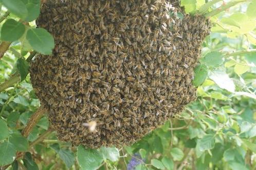 Last van een bijenzwerm? Gratis imkerhulp!, Dieren en Toebehoren, Insecten en Spinnen, Bijen