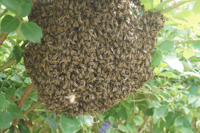Last van een bijenzwerm? Gratis imkerhulp!, Dieren en Toebehoren, Insecten en Spinnen, Bijen