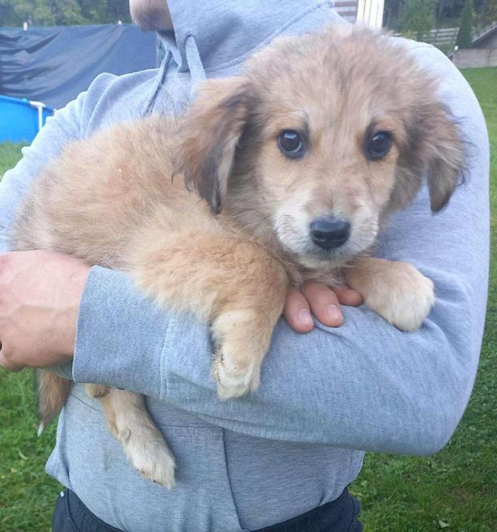 Houston – klein bang ventje met een groot hart, Dieren en Toebehoren, Honden | Niet-rashonden, Middel, Reu, Particulier, Eén hond