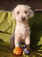 Olivia komt 22 november in Nederland aan, Dieren en Toebehoren, Particulier, Rabiës (hondsdolheid), 1 tot 2 jaar, Buitenland