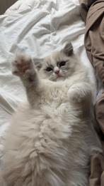 ragdoll x heilige birmaan (met paspoort), Kater, Gechipt