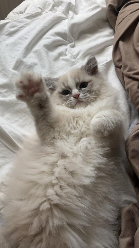 ragdoll x heilige birmaan (met paspoort), Dieren en Toebehoren, Katten en Kittens | Raskatten | Langhaar, Kater, Gechipt