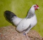 java kriel   Haan, Dieren en Toebehoren, Vrouwelijk, Kip