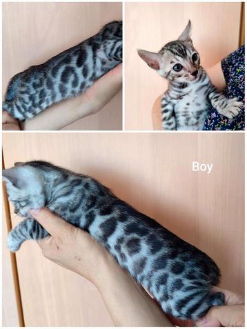Bengal Kittens beschikbaar voor biedingen