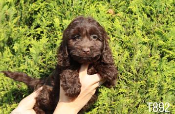 Prachtige cockapoo pups te koop beschikbaar voor biedingen