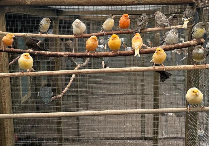 Kanaries oranje, harlekijn, agaat en mozaïek, Dieren en Toebehoren, Vogels | Kanaries, Kleurkanarie, Meerdere dieren