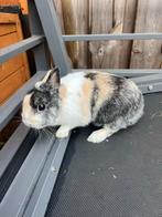 Prachtig mooi en lief konijn, Dieren en Toebehoren, Konijnen, Mannelijk, Dwerg