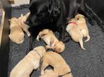 Pups Labrador - Golden Retriever, Golden retriever, Rabiës (hondsdolheid), 8 tot 15 weken, Meerdere