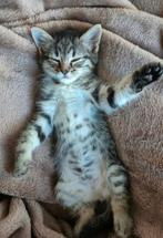 *** SUPERLIEVE en SOCIALE half bengaal Kittens***, Meerdere dieren, Ontwormd