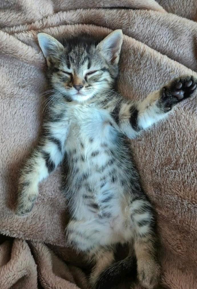 *** SUPERLIEVE en SOCIALE half bengaal Kittens***, Dieren en Toebehoren, Katten en Kittens | Raskatten | Langhaar, Meerdere dieren