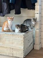 Kittens, Dieren en Toebehoren, Katten en Kittens | Raskatten | Korthaar, Meerdere dieren, Ontwormd, 0 tot 2 jaar