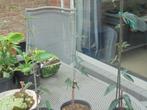 tuinplanten, Tuin en Terras, Planten | Tuinplanten, Vaste plant, Halfschaduw, Zomer, Ophalen