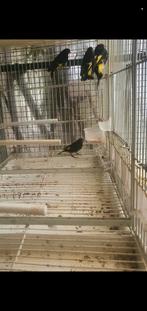 Zwartsijs, Dieren en Toebehoren, Vogels | Overige Vogels, Meerdere dieren