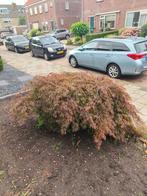 Japanse esdoorn, Tuin en Terras, Ophalen, Halfschaduw, Overige soorten, Minder dan 100 cm