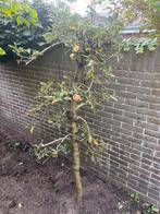 Jong Appelboompje te koop, Overige soorten, Lente, 100 tot 250 cm, Ophalen