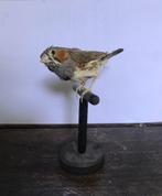 Opgezette vogel zeebravink, Verzamelen, Dierenverzamelingen, Ophalen of Verzenden, Zo goed als nieuw, Vogel, Opgezet dier