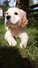 Engelse cockerspaniel x Boomer cockapoo pups, Overige rassen, 8 tot 15 weken, CDV (hondenziekte), Meerdere