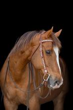 Gezocht bijrijder voor mijn quarter, Dieren en Toebehoren, Paarden en Pony's | Verzorgingsproducten, Ophalen