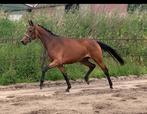 Fijne 3 jarige dressuur merrie, Dieren en Toebehoren, Merrie, Dressuurpaard, 3 tot 6 jaar, 160 tot 165 cm