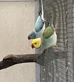 Halsbandparkieten, Dieren en Toebehoren, Meerdere dieren, Parkiet, Geringd