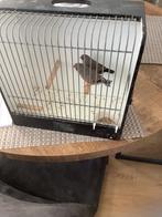 Zebravinken charcoal, Dieren en Toebehoren, Meerdere dieren, Tropenvogel
