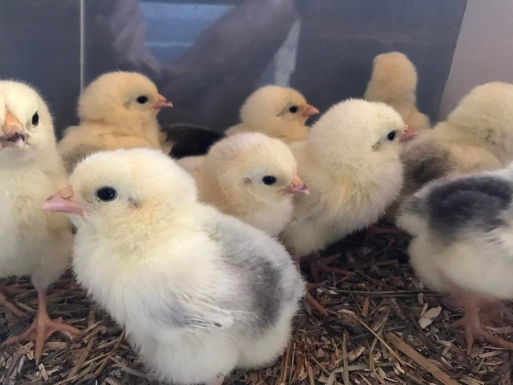 🐣 Mooie raszuivere Wyandotte Columbia kriesl kuikens 🐥, Dieren en Toebehoren, Pluimvee, Meerdere dieren, Kip