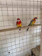 Rosella goudmantel, Dieren en Toebehoren, Meerdere dieren, Parkiet