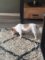 Gouden plek gezocht, Dieren en Toebehoren, Honden | Chihuahua's en Gezelschapshonden, Reu, 1 tot 2 jaar, Meerdere, Nederland