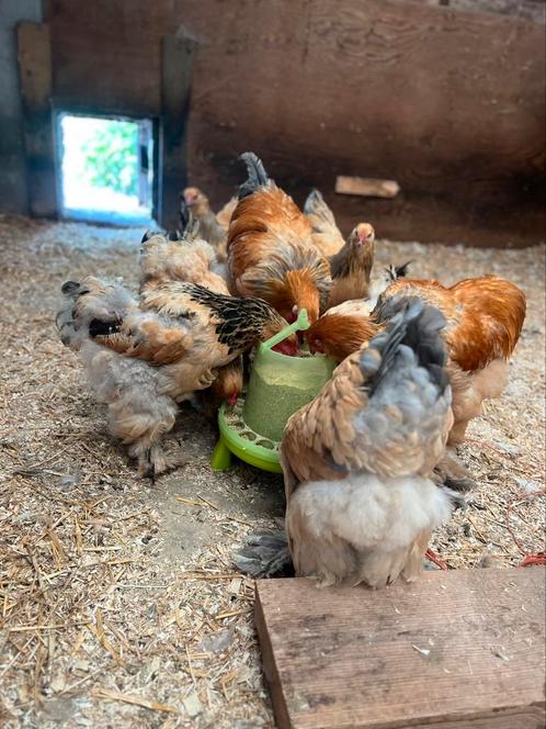 Brahma broedeieren buff blauw/zwart, Dieren en Toebehoren, Pluimvee, Kip, Meerdere dieren