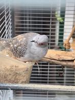 Diamantduif (volwassen mannetje), Mannelijk, Overige soorten