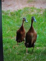 Stel loopeenden 2025., Dieren en Toebehoren, Pluimvee, Meerdere dieren, Eend