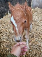 Miniatuur Paarden, Dieren en Toebehoren, Pony's, A pony (tot 1.17m), Recreatiepony, Gechipt, 0 tot 2 jaar