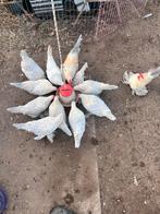 Broedeieren sabelpootkrielen - Isabel porselein, Geslacht onbekend, Kip