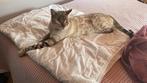 Superlieve Bengaal kater+gebruiksaanwijzing, gecastreerd, Kater, Gechipt, 3 tot 5 jaar