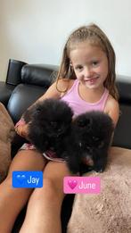 Pomeranian pups MET FCI stamboom in NL geboren, Dieren en Toebehoren, Keeshond, 8 tot 15 weken, Meerdere, Meerdere dieren
