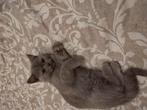Britse korthaar kitten, Dieren en Toebehoren, Katten en Kittens | Raskatten | Korthaar, Kater
