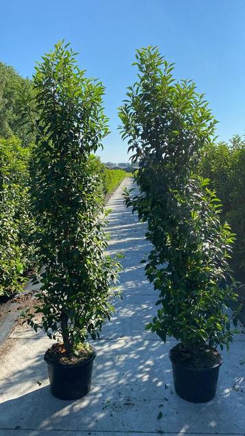 Prunus lusitanica ‘Angustifolia’ haagplanten (Thuisbezorgd) beschikbaar voor biedingen