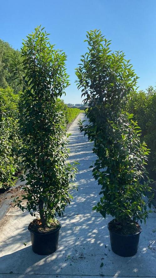 Prunus lusitanica ‘Angustifolia’ haagplanten (Thuisbezorgd), Tuin en Terras, Planten | Struiken en Hagen, Laurier, Ophalen of Verzenden