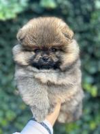 Super mooi Pomeriaan/pomeranian reutje oranje sable, Dieren en Toebehoren, Keeshond, Reu, CDV (hondenziekte), 8 tot 15 weken