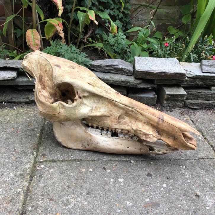 Schedel van wild zwijn, Verzamelen, Dierenverzamelingen, Zo goed als nieuw, Schedel, Ophalen of Verzenden