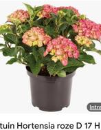 Gezocht hortensia's, Tuin en Terras, Planten | Tuinplanten, Ophalen, Zomer, Overige soorten, Halfschaduw