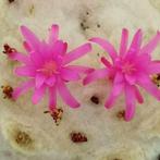 cactus - Melocactus maxonii inermis, Ophalen of Verzenden, Cactus, Volle zon, Minder dan 100 cm